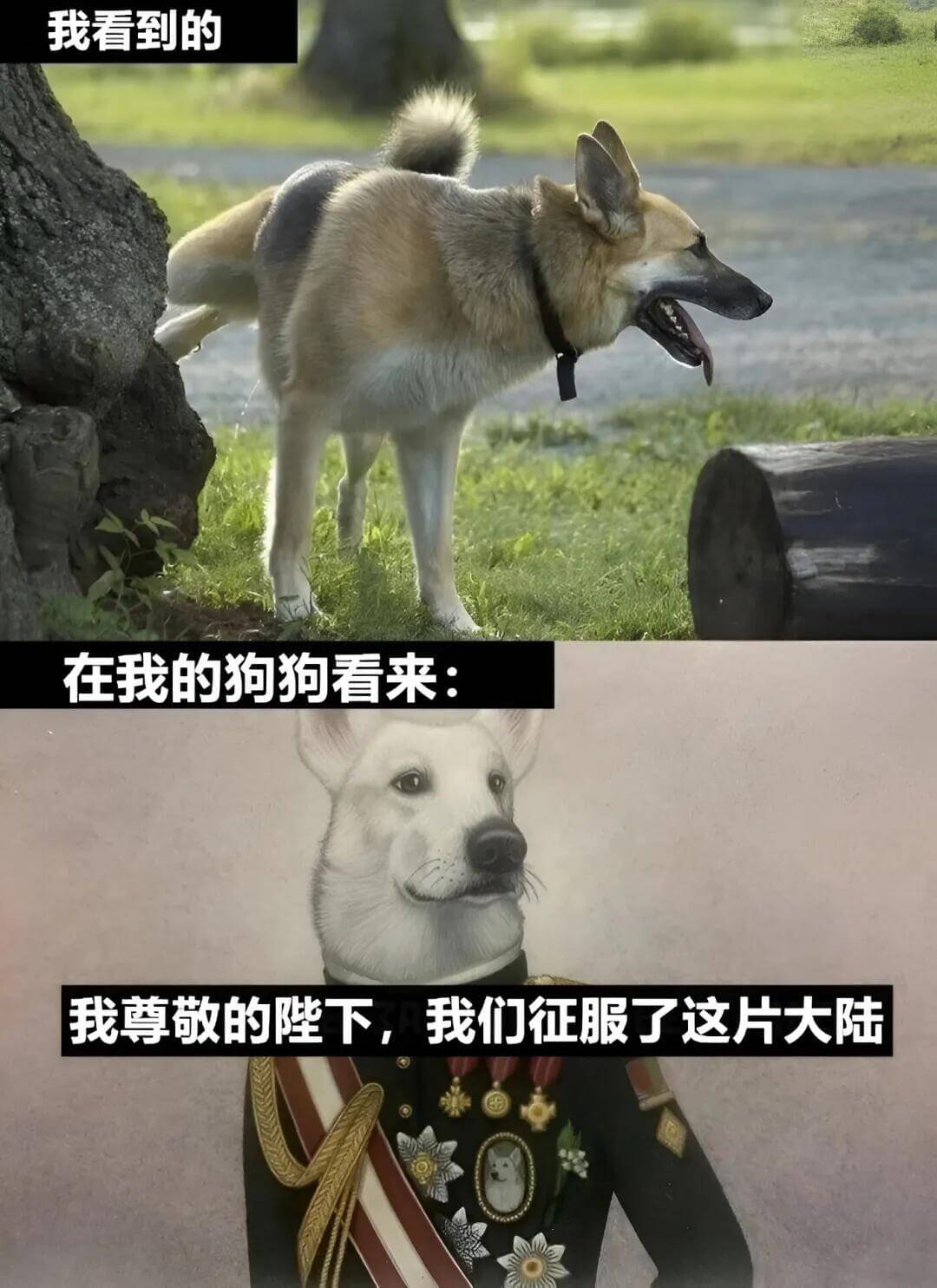 我看到的，在我的狗狗看来，我尊敬的下，凡我们征服了这片大陆