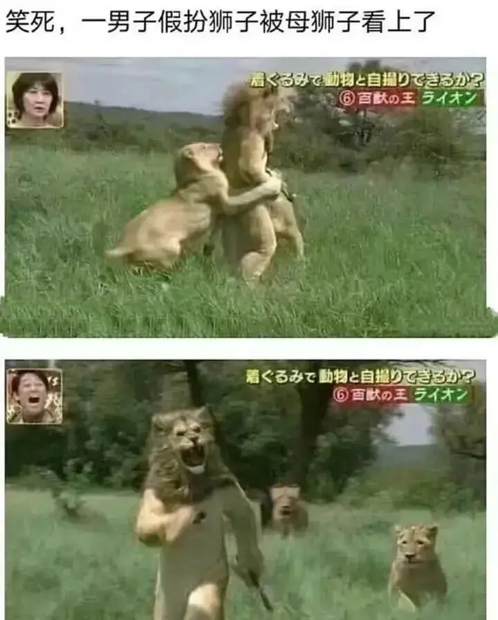 笑死，一男子假扮狮子被母狮子看上了超动物上自摄了6百献の王5