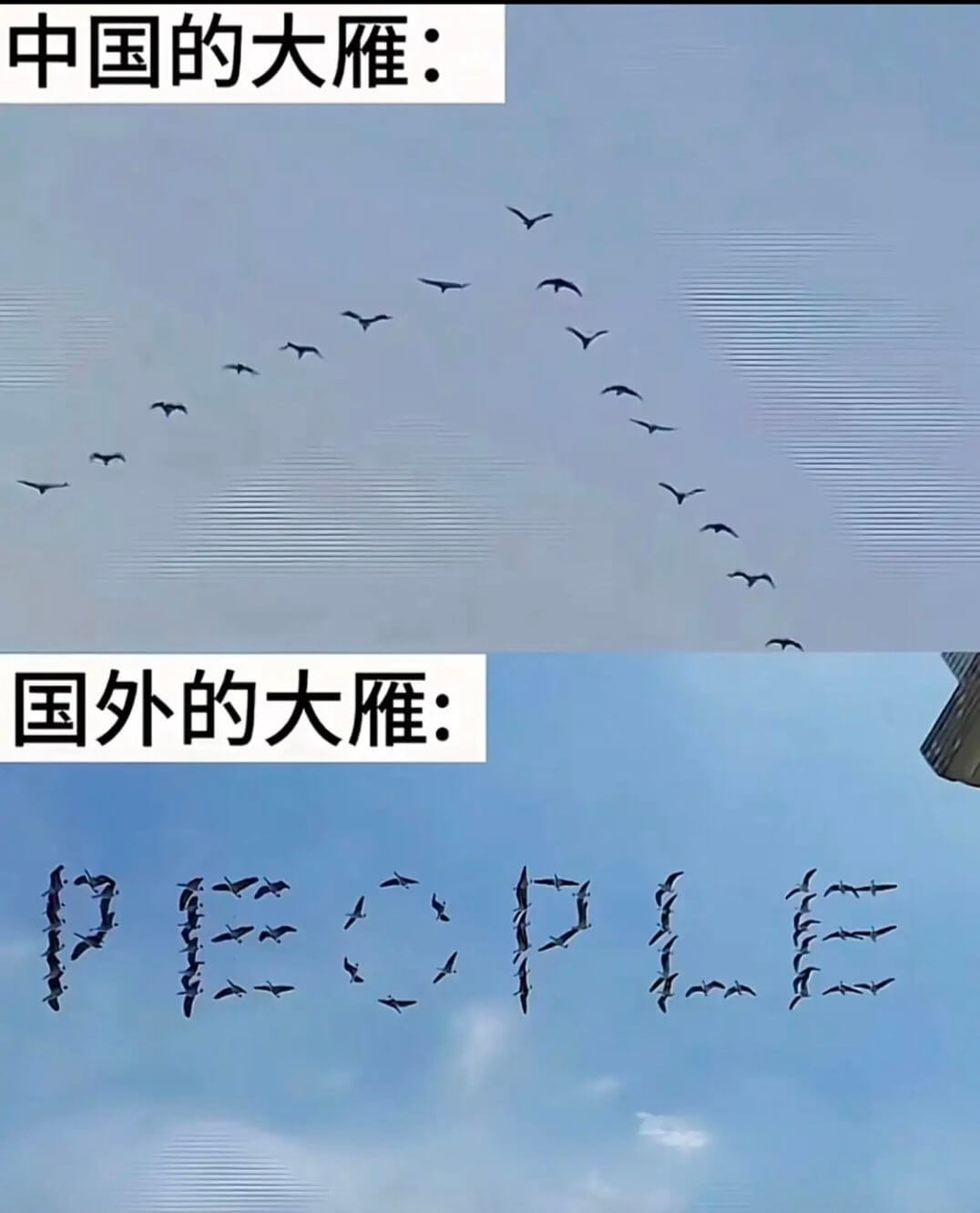 中国的大雁：国外的大雁：