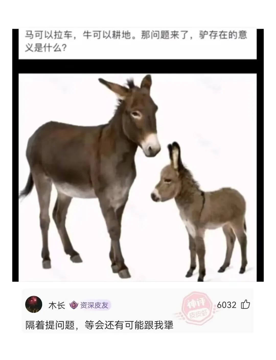 马可以拉车，牛可以耕地。那问题来了，驴存在的意义是什么?木长