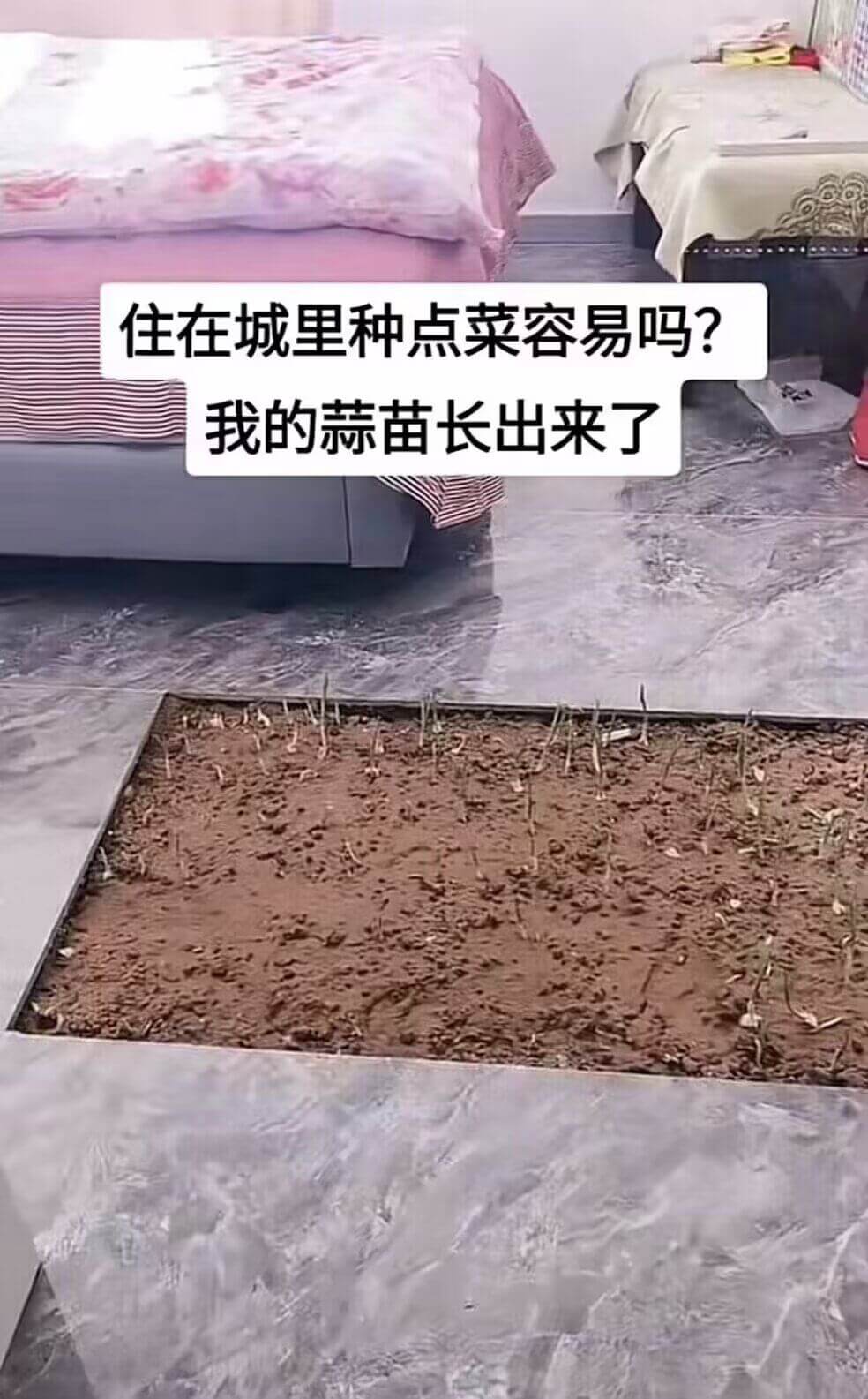 住在城里种点菜容易吗？我的蒜苗长出来了