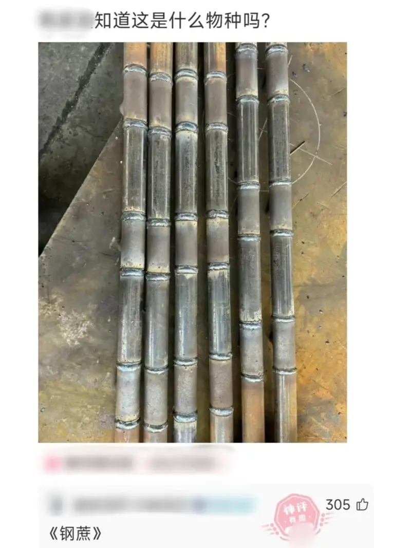知道这是什么物种吗?《钢蔗》305