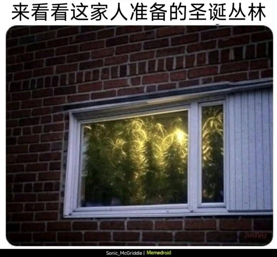 来看看这家人准备的圣诞丛林SonicMcGriddleMem