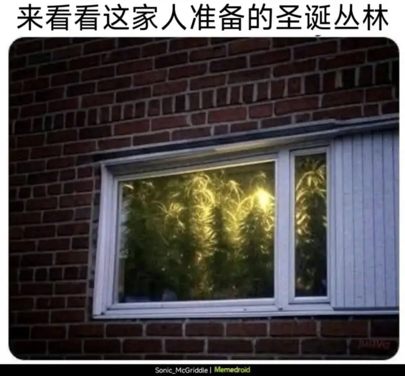 来看看这家人准备的圣诞丛林SonicMcGriddleMem