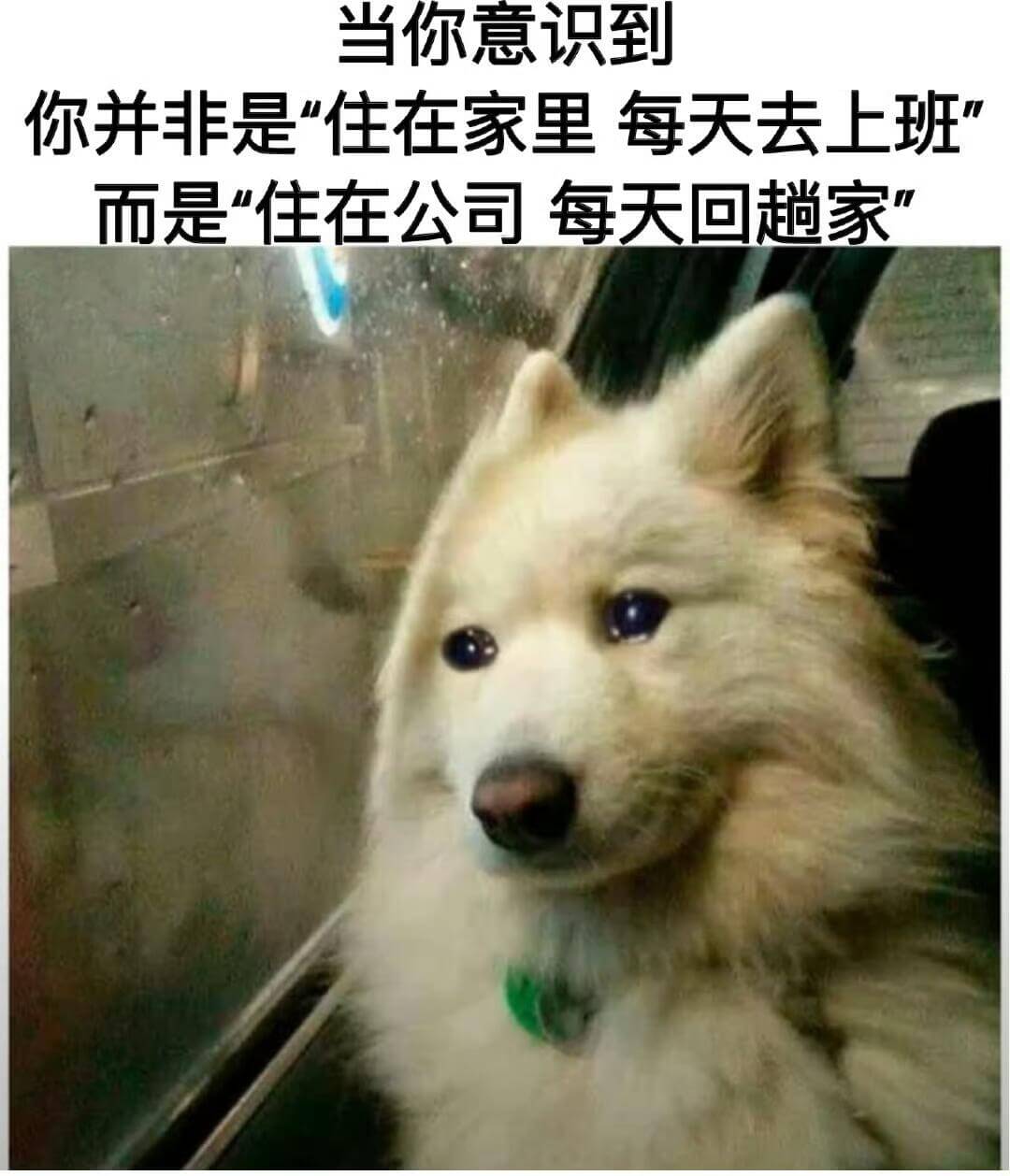 当你意识到你并非是“住在家里每天去上班”，而是“住在公司每天