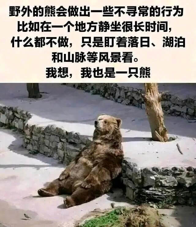 野外的熊会做出一些不寻常的行为，比如在一个地方静坐很长时间，