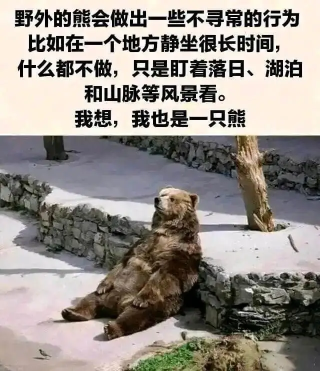 野外的熊会做出一些不寻常的行为，比如在一个地方静坐很长时间，