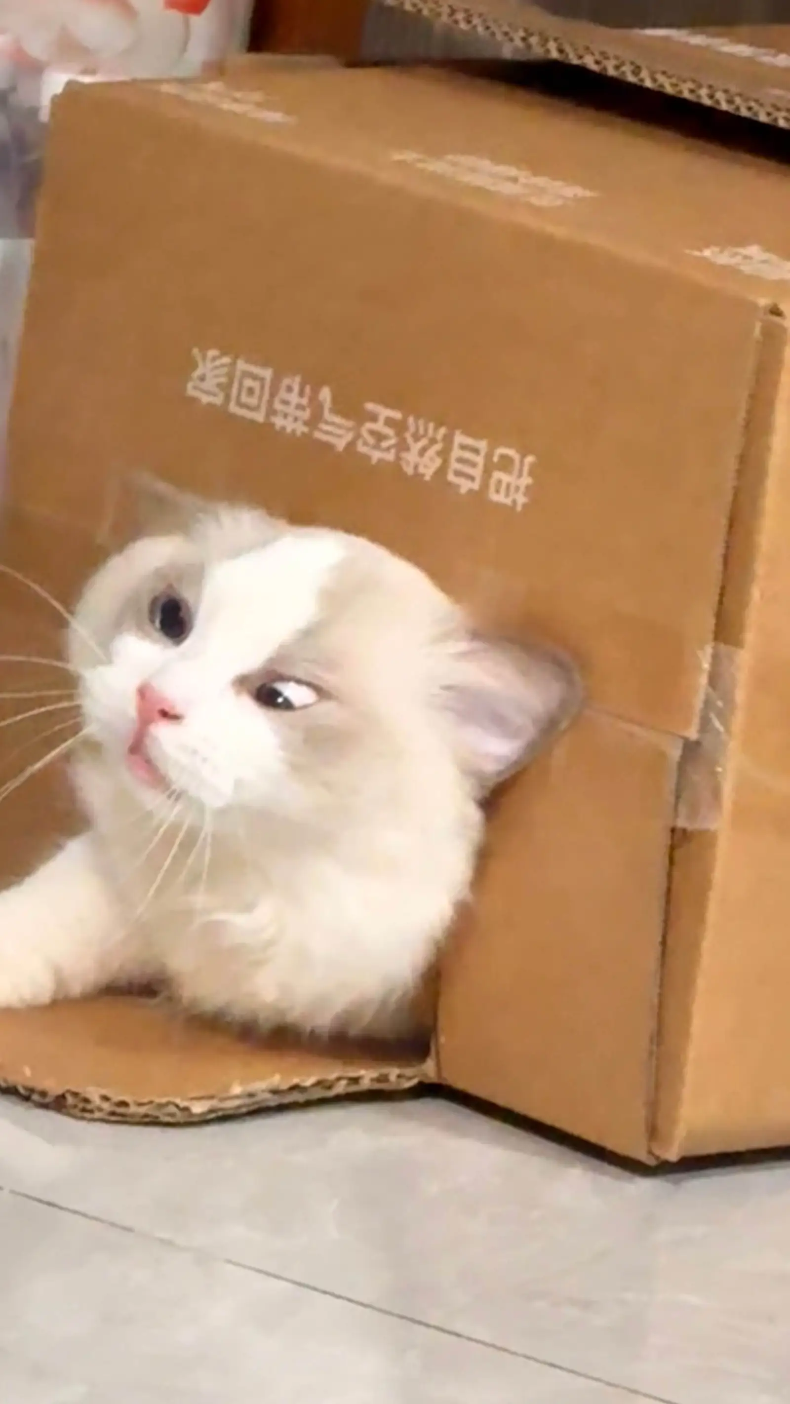 条