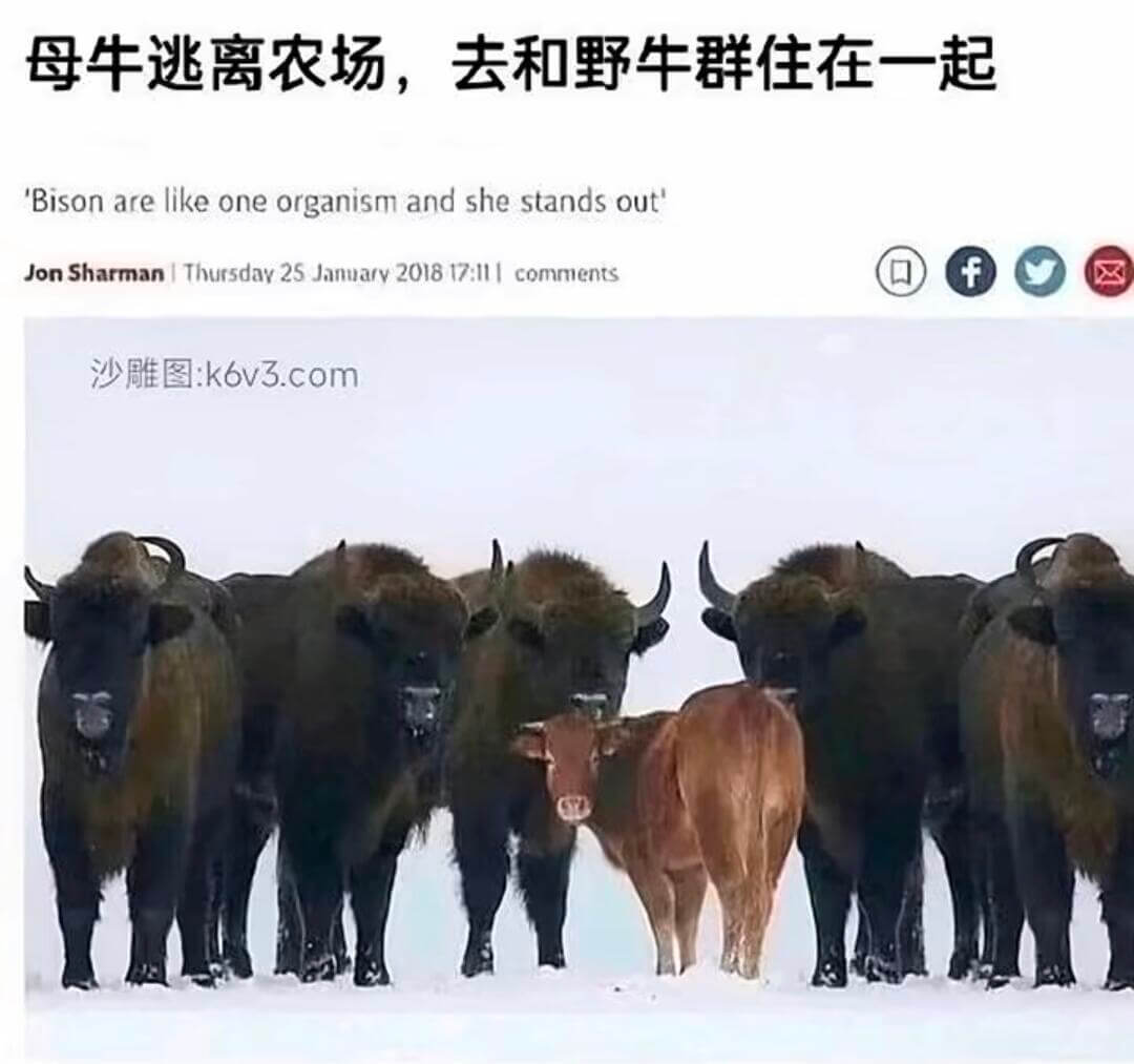 母牛逃离农场，去和野牛群住在一起Bisonarelikeon