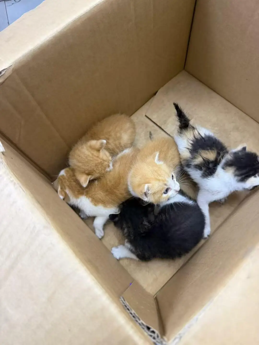 起因是我们小区邻居从车底下抓出来一窝5只流浪猫崽子~我就顺手
