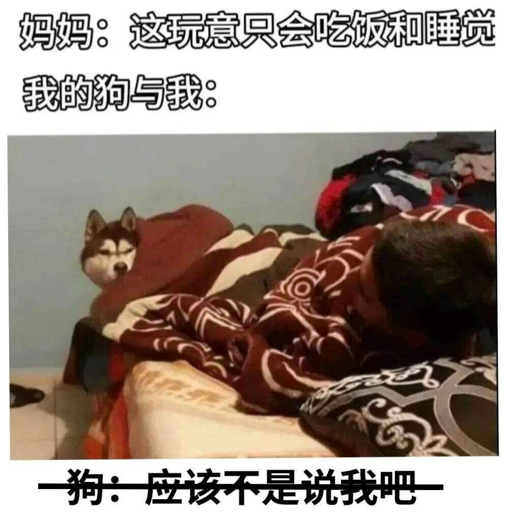 妈妈：这玩意只会吃饭和睡觉我的狗与我：狗：应该不是说我吧