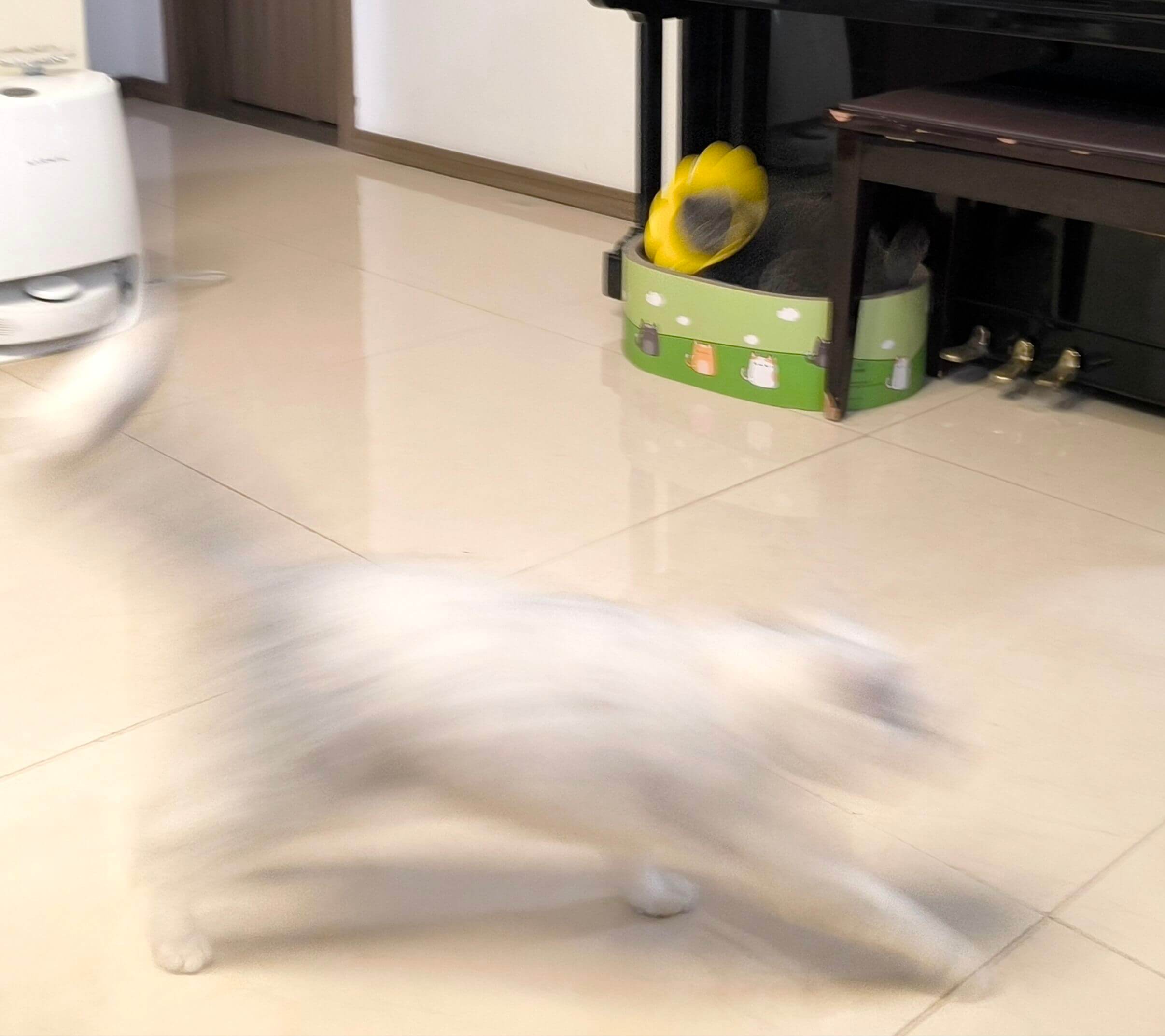 邪恶向日葵