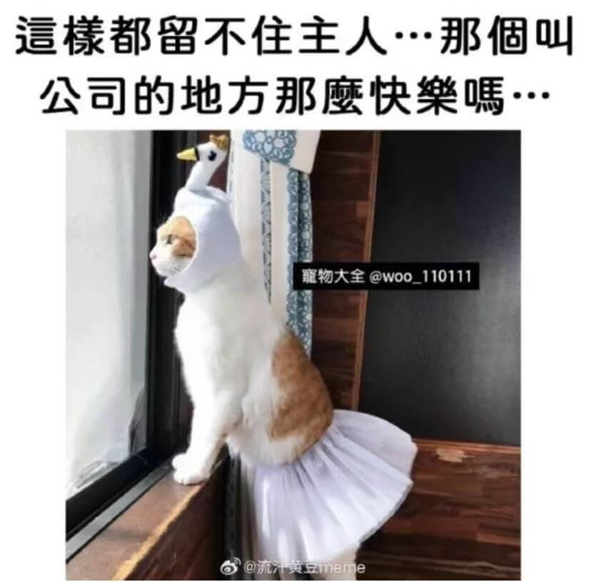 這樣都留不住主人...那個叫公司的地方那麼快樂嗎...寵物大