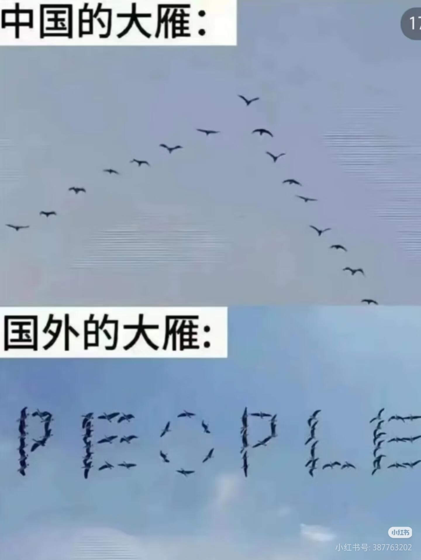 中国的大雁：国外的大雁：小红书小红书号：387763202