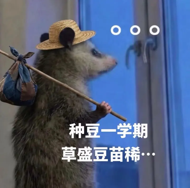 00种豆一学期草盛豆苗稀