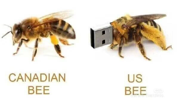 CANADIANUSBEEBEE