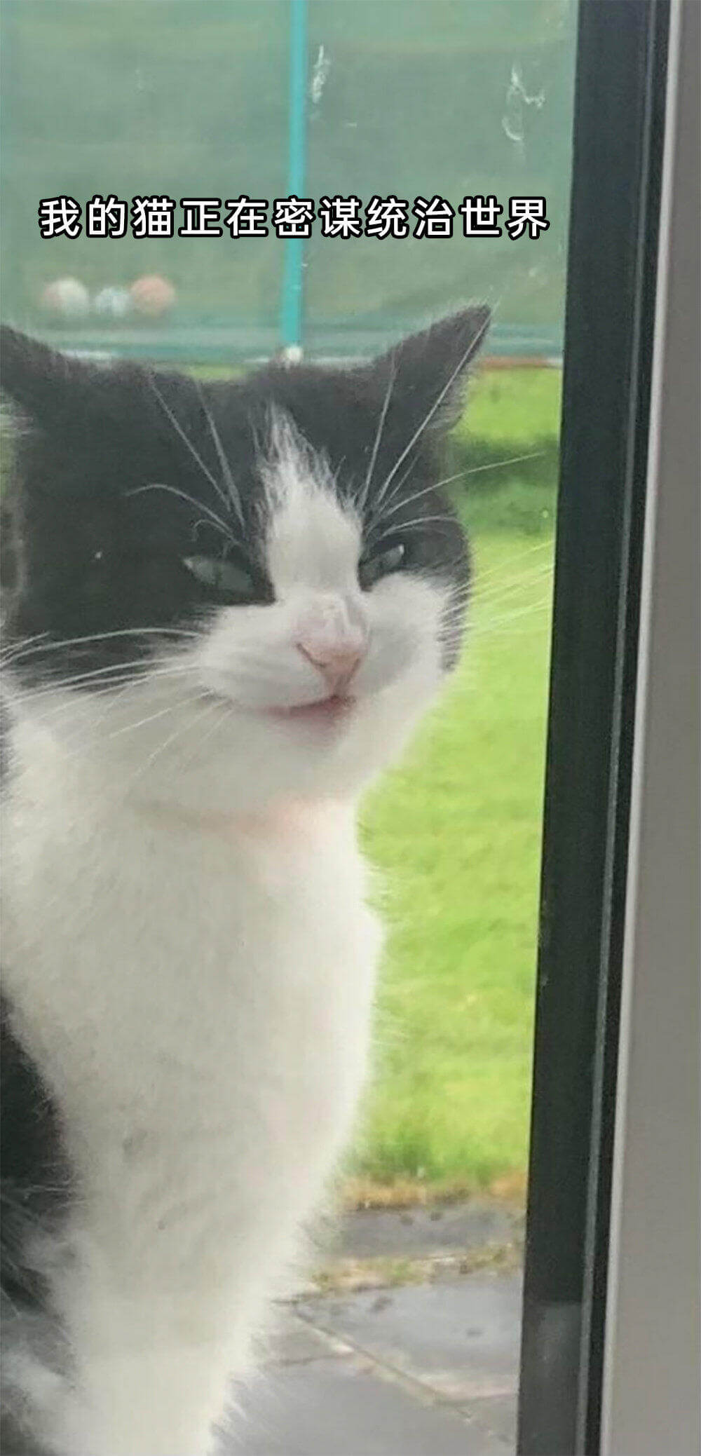 我的猫正在密谋统治世界