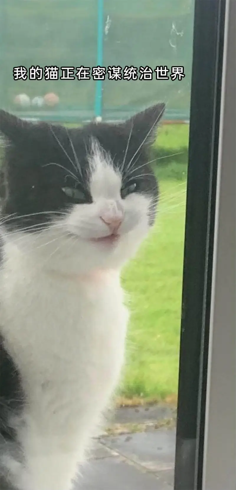 我的猫正在密谋统治世界