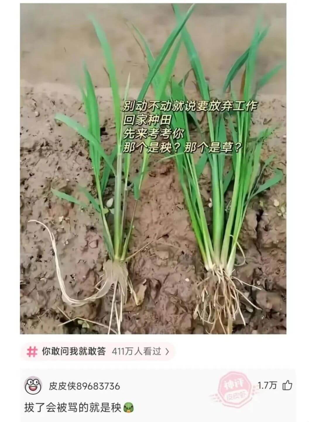 别动不动就说要放弃工作回家种田先来考考你那个是秧?那个是草?