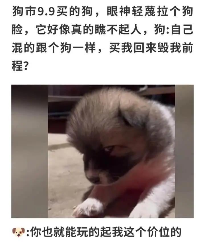 狗市9.9买的狗，眼神轻蔑拉个狗脸，它好像真的瞧不起人，狗: