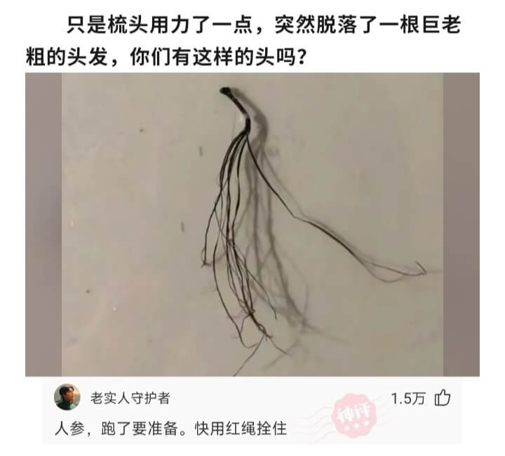 只是梳头用力了一点,突然脱落了一根巨老粗的头发，你们有这样的