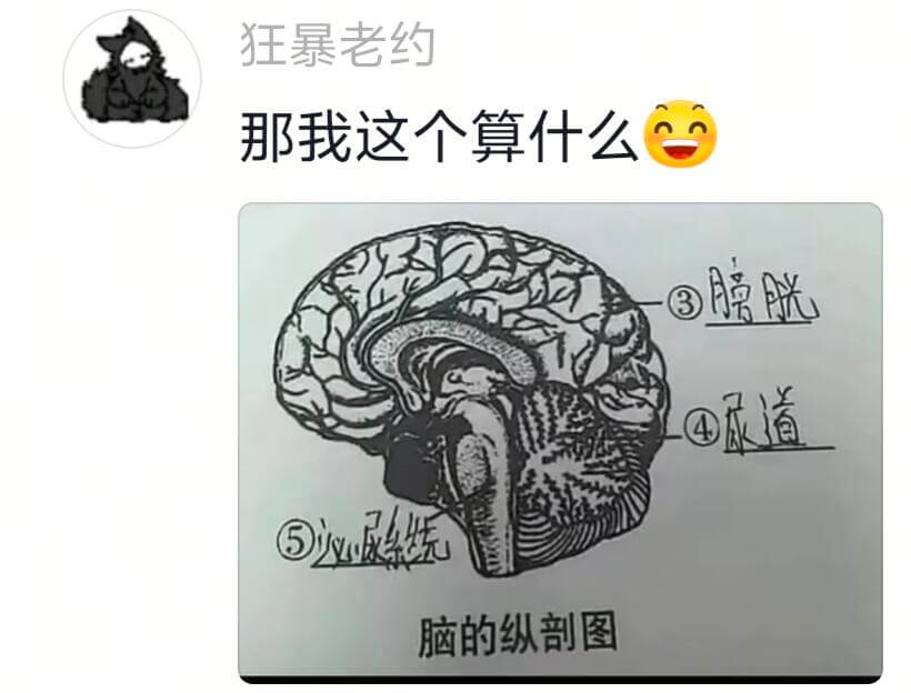 狂暴老约那我这个算什么道i乐好脑的纵剖图