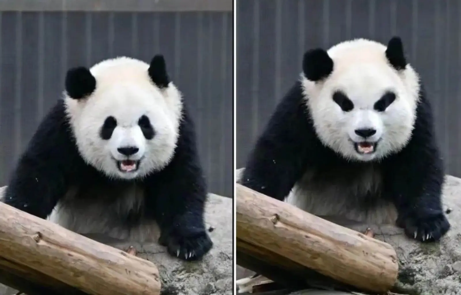 🤣🤣🤣如果大熊猫的黑眼圈反着长