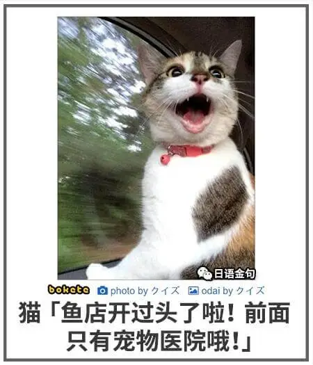 日语金句boketeaphotoby国odaiby猫：「鱼店