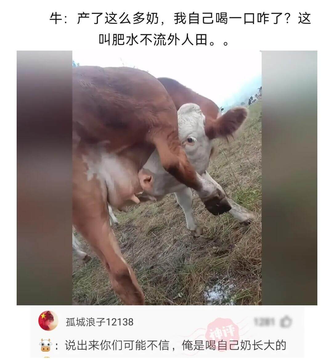 牛:产了这么多奶，我自己喝一口咋了？这叫肥水不流外人田。孤城