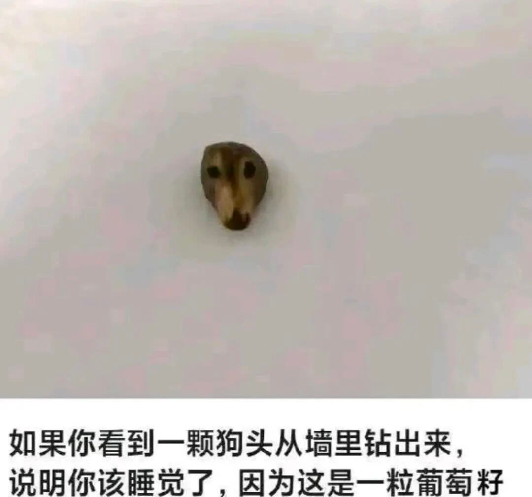 如果你看到一颗狗头从墙里钻出来，说明你该睡觉了，因为这是一粒