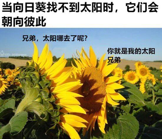 当向日葵找不到太阳时，它们会朝向彼此兄弟，太阳哪去了呢?你就