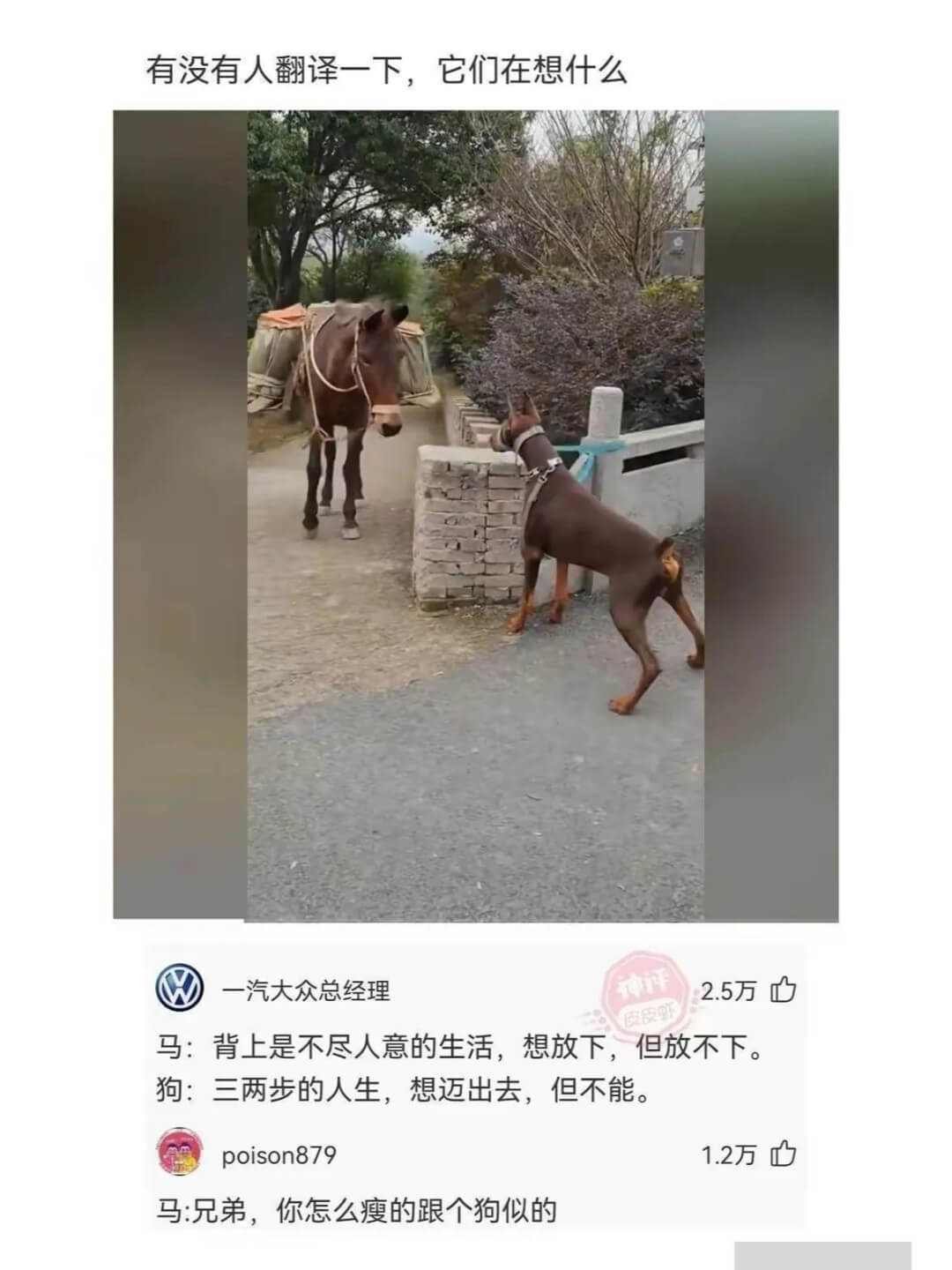 有没有人翻译一下，它们在想什么一汽大众总经理2.5万马：背上