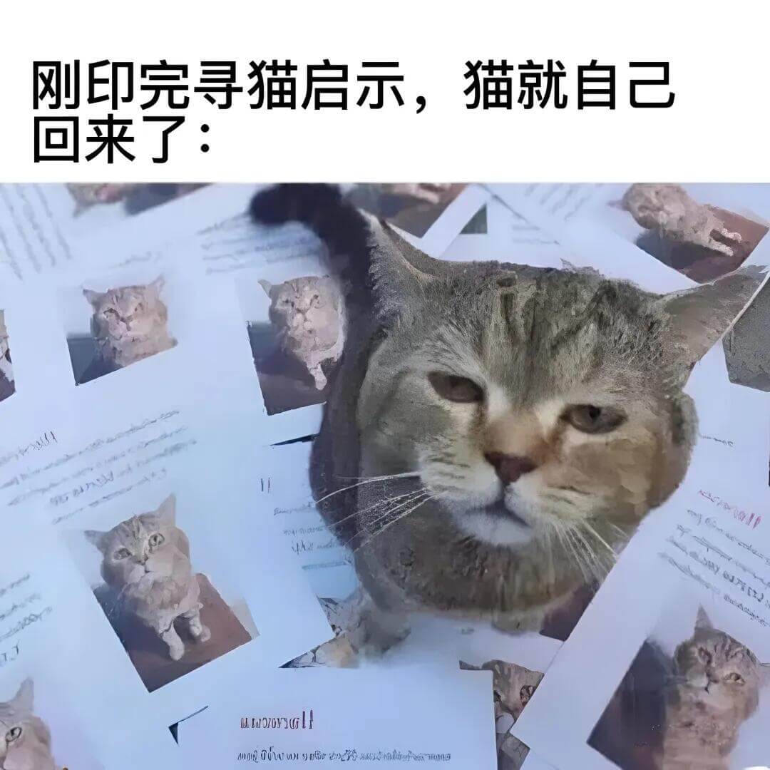 刚印完寻猫启示，猫就自己回来了：MWOoGll