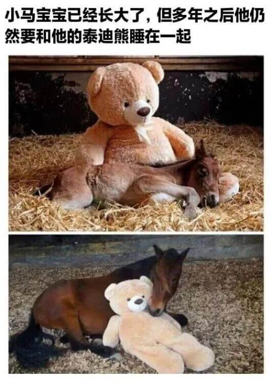 小马宝宝已经长大了，但多年之后他仍然要和他的泰迪熊睡在一起