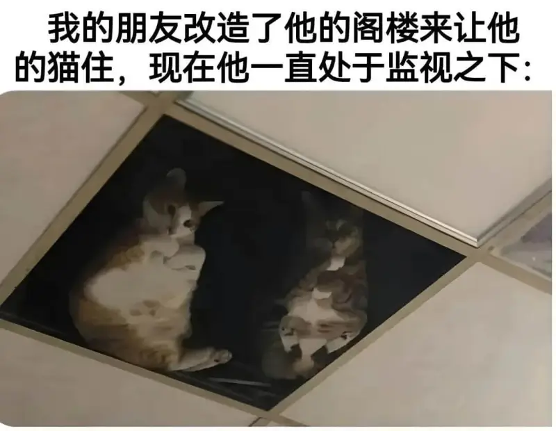 我的朋友改造了他的阁楼来让他的猫住，现在他一直处于监视之下。