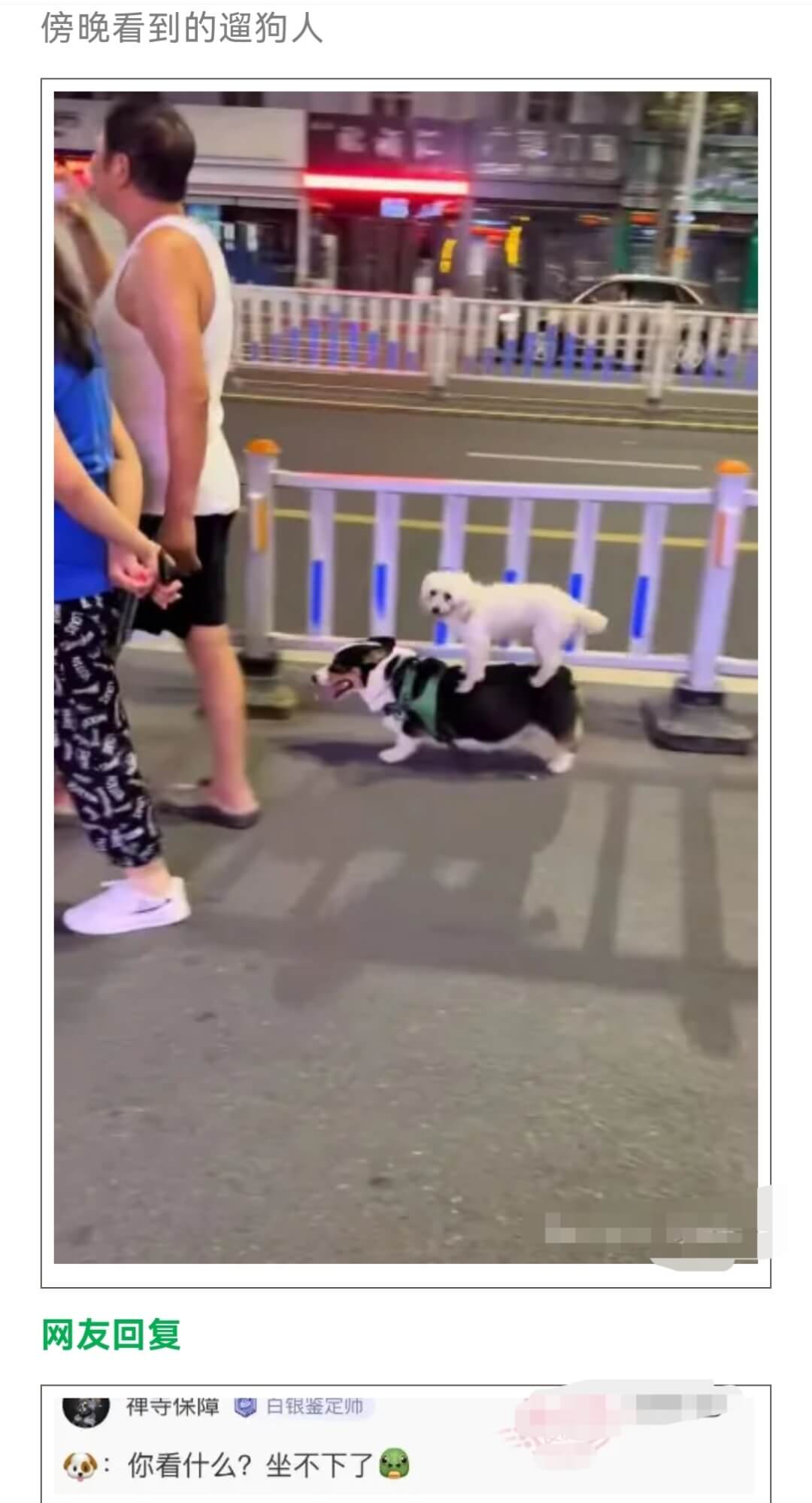 傍晚看到的遛狗人网友回复禅寺保障白银鉴定帅：你看什么？坐不下