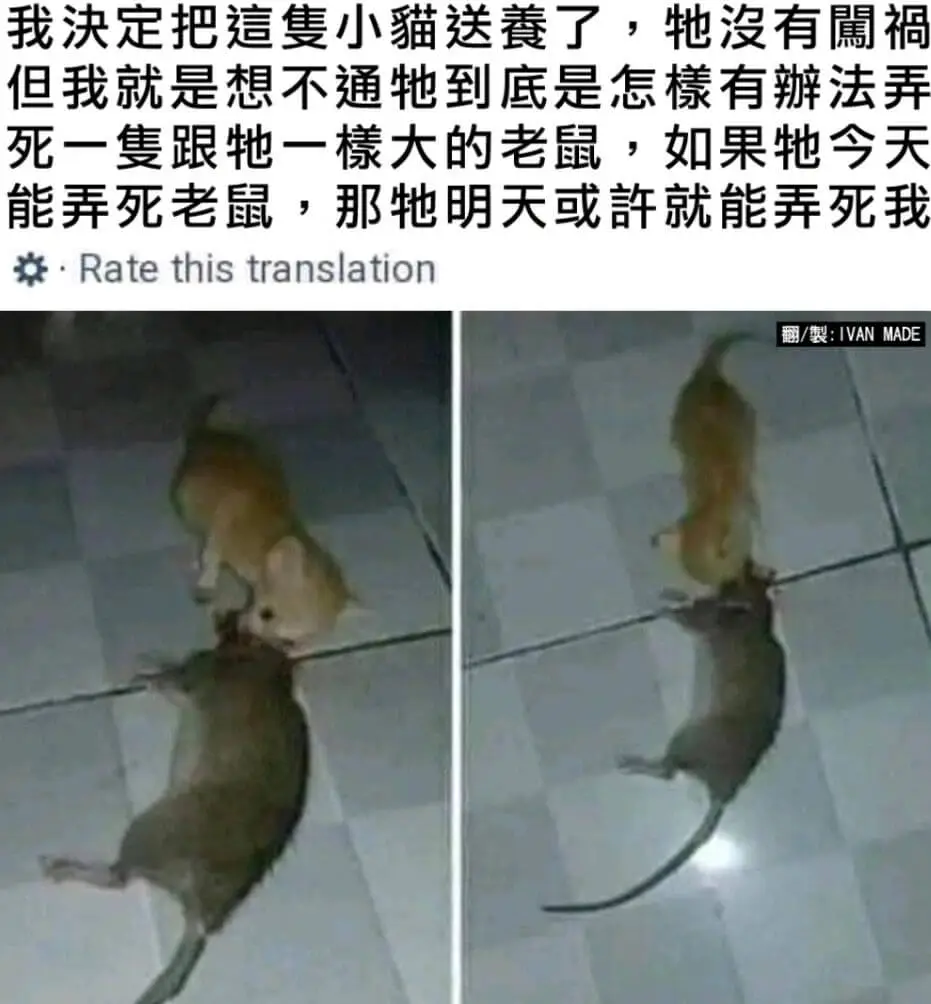 我决定把这小猫送了，没有福。但我就是想不通，到底是怎麽有办法