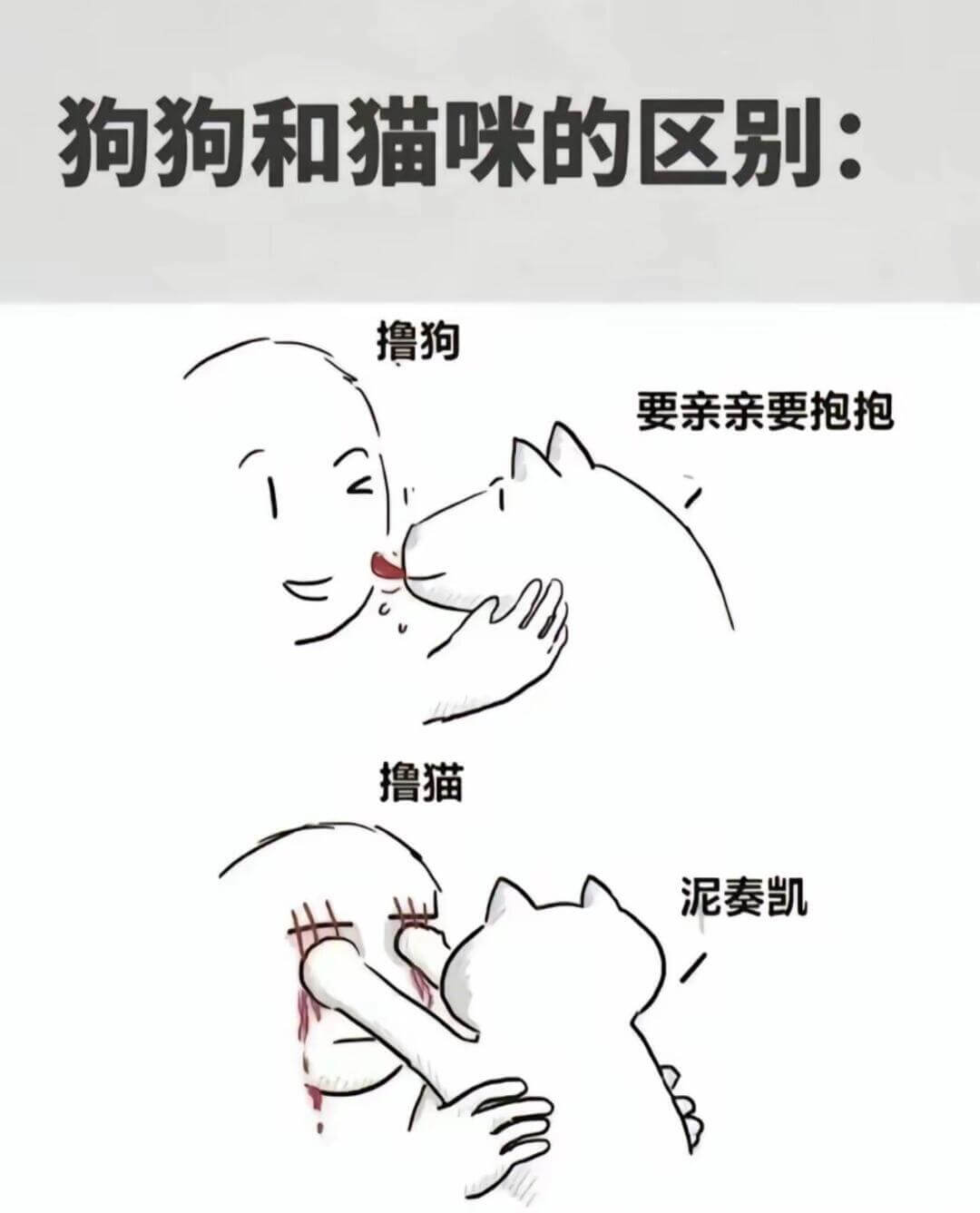 狗狗和猫咪的区别：撸狗要亲亲要抱抱撸猫泥奏凯