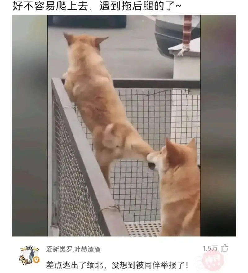 好不容易爬上去，遇到拖后腿的了~爱新觉罗·叶赫渣渣1.5万差