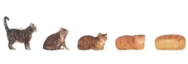 这就是面包的演变嘛？这就是猫猫的图鉴吗！