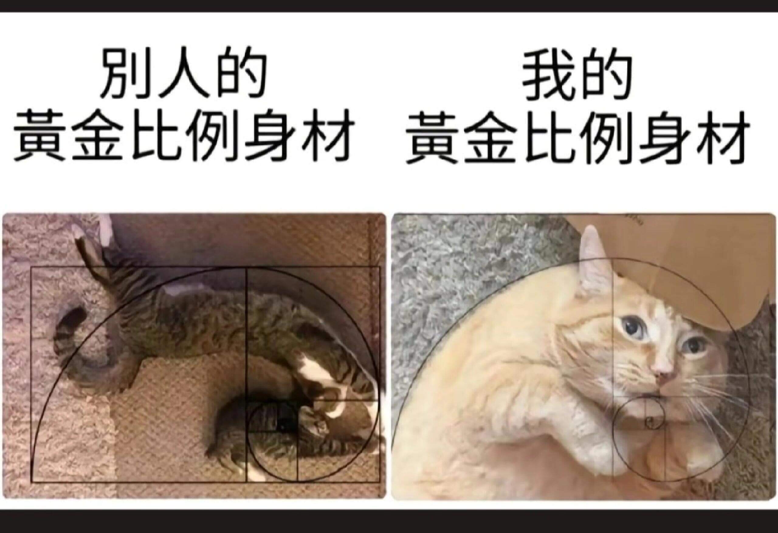 别人的我的黄金比例身材黄金比例身材