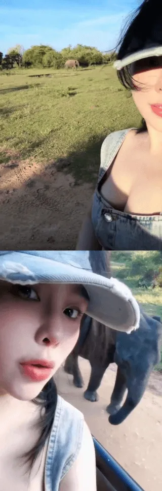 大象是什么颜色啊？