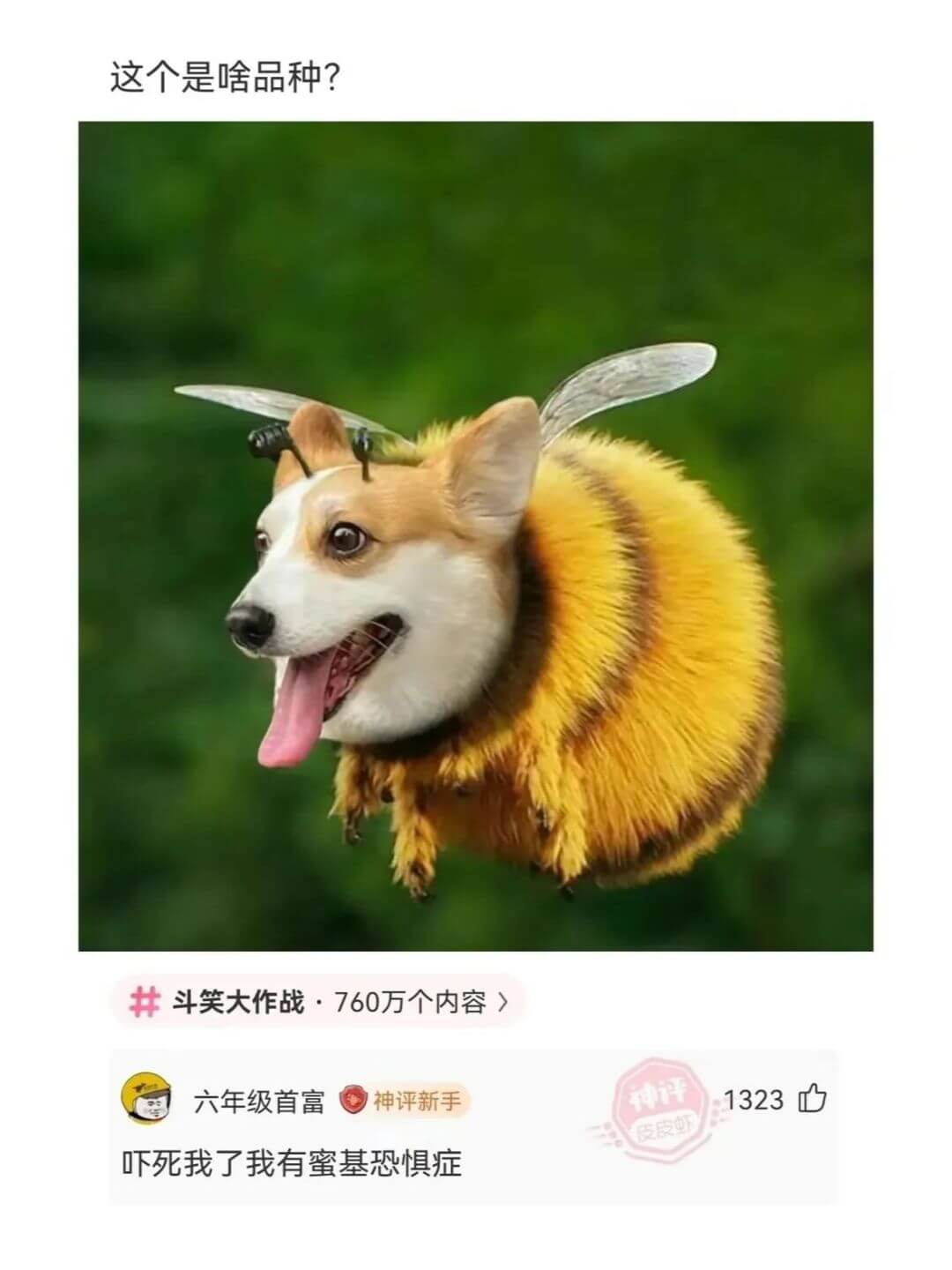 这个是啥品种?斗笑大作战·760万个内容1323六年级首富神