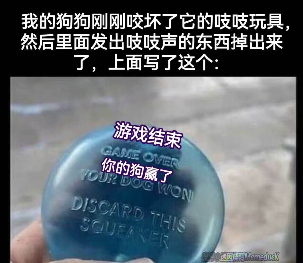 我的狗狗刚刚咬坏了它的岐岐玩具，然后里面发出岐岐声的东西掉出