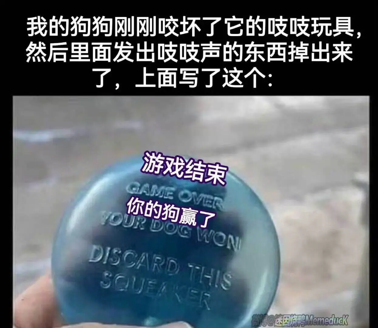 我的狗狗刚刚咬坏了它的岐岐玩具，然后里面发出岐岐声的东西掉出