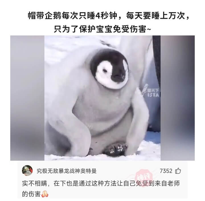 帽带企鹅每次只睡4秒钟，每天要睡上万次，只为了保护宝宝免受伤