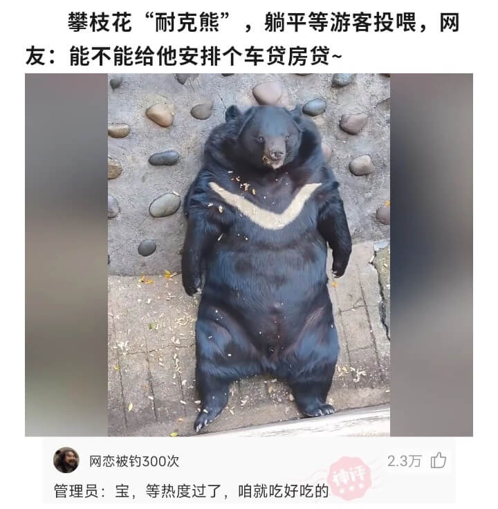 攀枝花“耐克熊”，躺平等游客投喂，网友：能不能给他安排个车贷