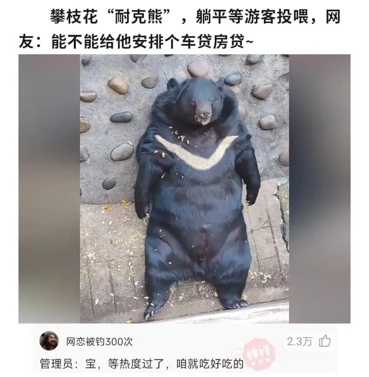 攀枝花“耐克熊”，躺平等游客投喂，网友：能不能给他安排个车贷