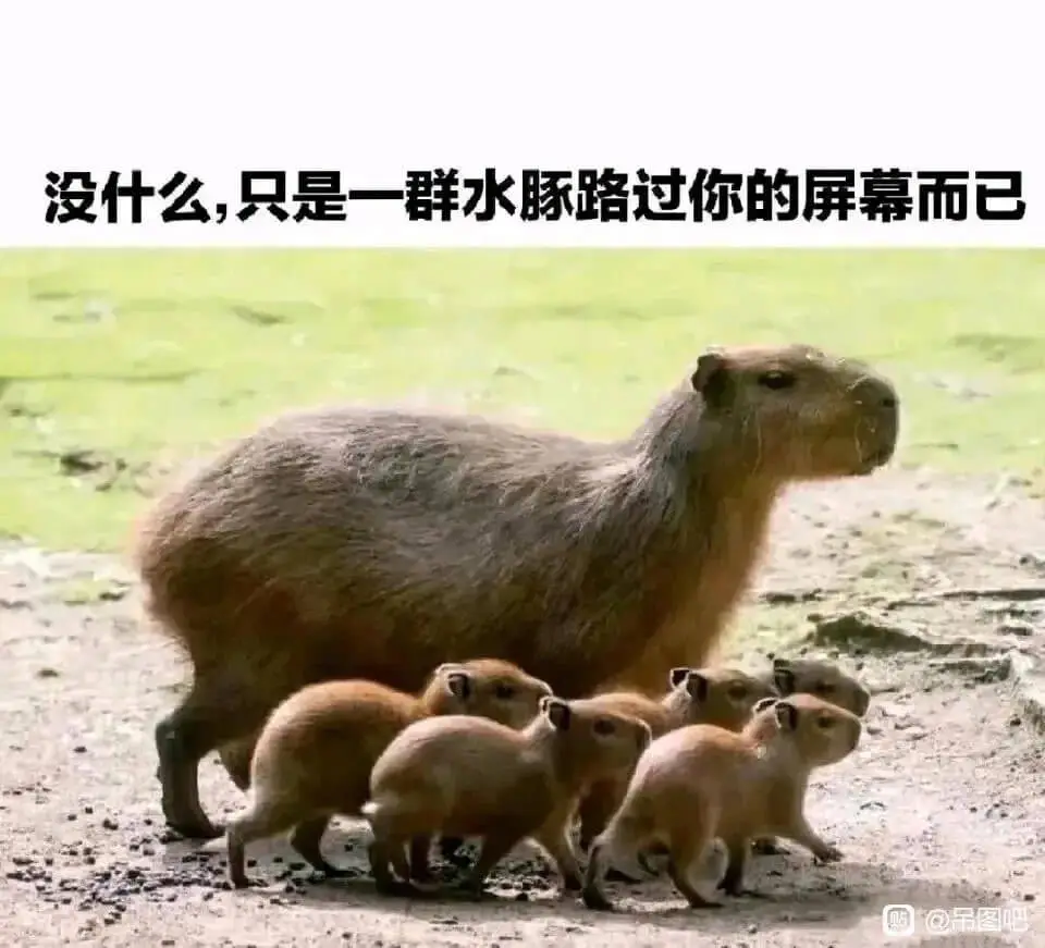 没什么，只是一群水豚路过你的屏幕而已贴@吊图吧
