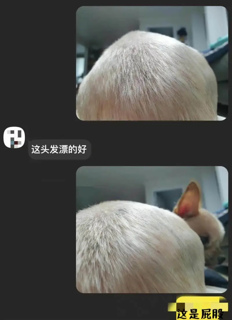 这头发漂得好。这是屁股。